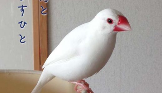 文鳥と暮らすひと（2）カオさん