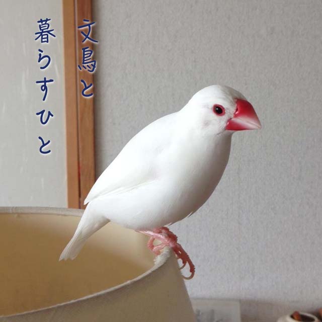 メス 文鳥