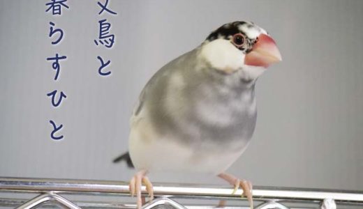 文鳥と暮らすひと（3）ちたはんだやとみさん