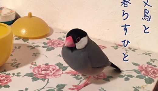 文鳥と暮らすひと（5）MACAさん