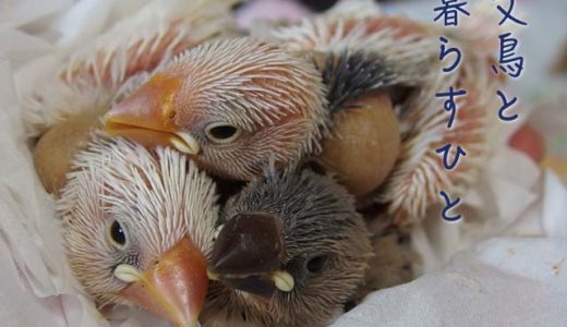 文鳥と暮らすひと（9）ドルミヨさん