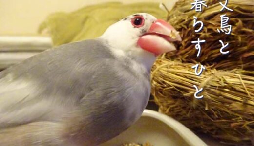 文鳥と暮らすひと（11）福良雀さん