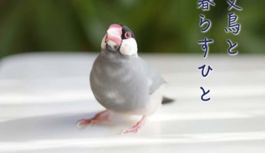 文鳥と暮らすひと（8）伊藤美代子さん